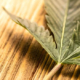 Close-up of a cannabis leaf on a wooden surface, symbolizing the therapeutic applications of cannabinoids like CBD for bone health and inflammation reduction.