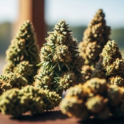 Variety of cannabis buds showcasing unique colors and textures, highlighting popular strains for wellness and relaxation.