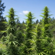 Diverse cannabis plants representing Indica and Sativa strains in a natural outdoor setting, highlighting the lush foliage and towering growth typical of these cannabis varieties.