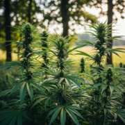 Diverse hybrid cannabis plants showcasing unique leaf shapes and colors in a natural setting, highlighting the characteristics of popular hybrid strains.