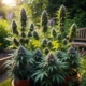 Variety of hybrid cannabis strains, including indica and sativa plants, thriving in a lush garden setting, showcasing unique leaf shapes and colors.