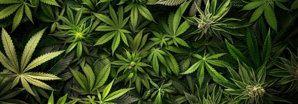 Variety of cannabis strains in a natural setting, highlighting Indica, Sativa, and Hybrid plants