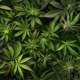 Variety of cannabis strains in a natural setting, highlighting Indica, Sativa, and Hybrid plants