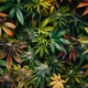 Diverse cannabis strains in a natural setting highlighting health and wellness