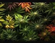 Diverse cannabis leaves showcasing various strains, emphasizing the importance of strain selection for pain relief, anxiety management, and recreational use.