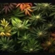 Diverse cannabis strains displayed in a natural setting, emphasizing wellness and variety