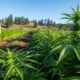 Lush cannabis garden in Cedar Springs showcasing healthy plants and organic cultivation