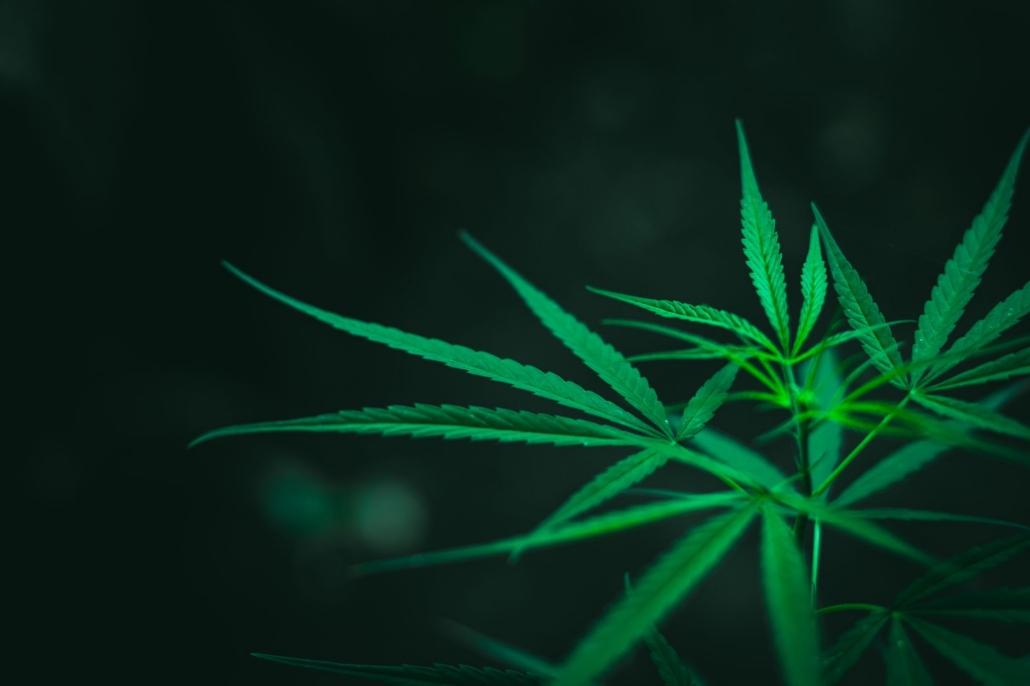 Close-up image of vibrant green cannabis leaves against a dark background.