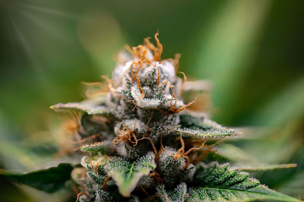Close-up macro shot of a frosty cannabis bud with detailed trichomes.