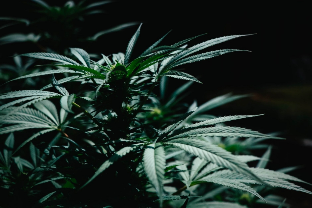 Close-up of a lush cannabis plant with dark green leaves in low light.