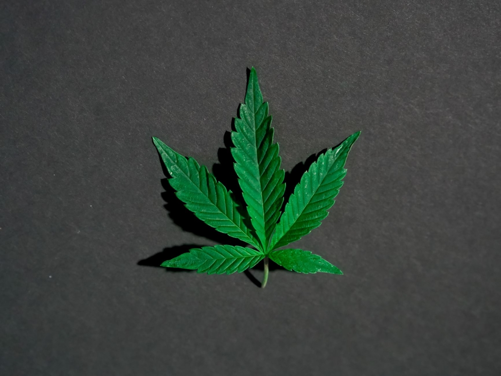 Close-up of a single green cannabis leaf on a dark background.