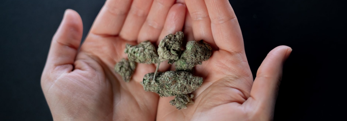 Close-up of hands holding cannabis buds, showcasing detail and texture.