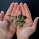 Close-up of hands holding cannabis buds, showcasing detail and texture.