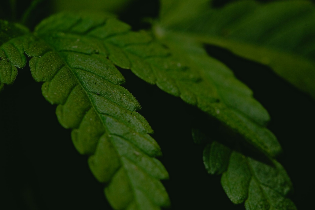 Detailed close-up of a lush green cannabis leaf, highlighting its natural texture and vibrant color.