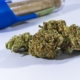 Detailed close-up of cannabis buds with a blue container in the background.