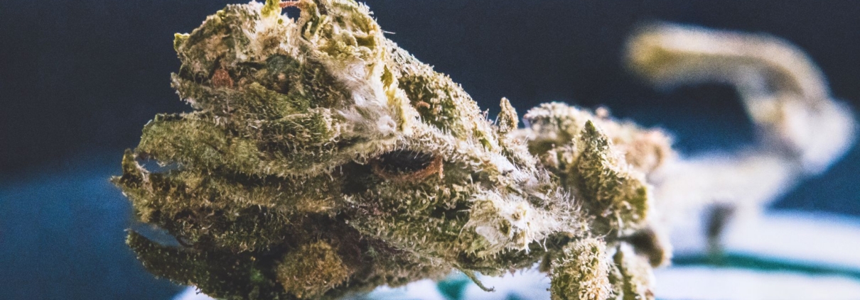 Detailed view of a dried cannabis bud, showcasing its texture and trichomes.