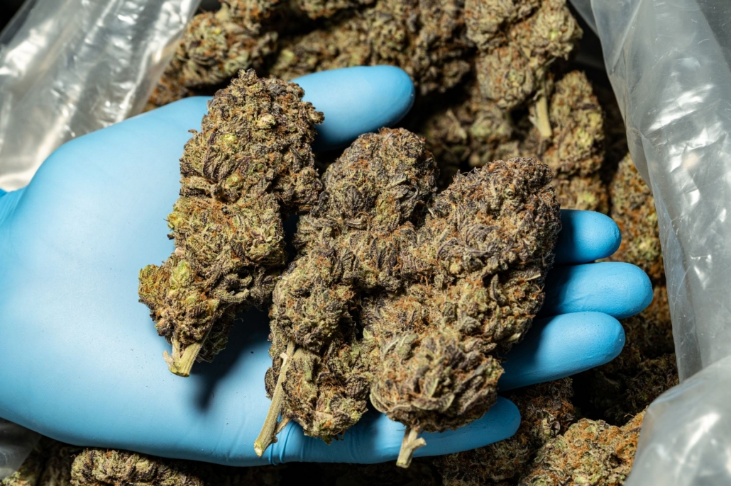 Detailed view of cannabis buds being held in a blue gloved hand, showcasing texture and quality.