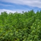 Expansive cannabis plants growing densely under a bright, clear blue sky.