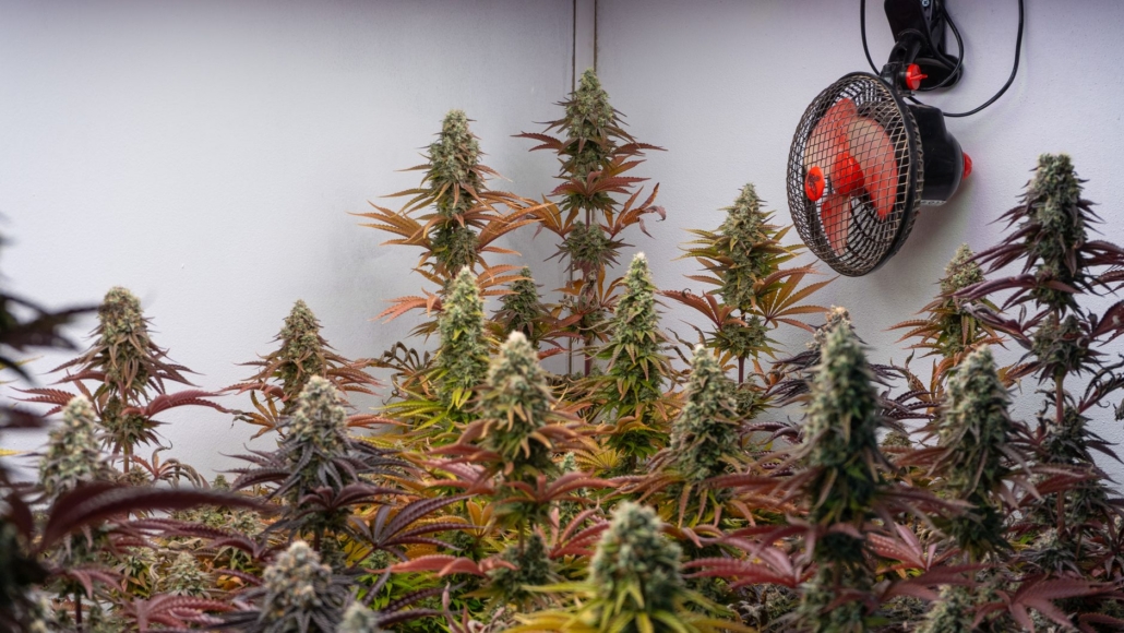 Indoor cannabis plants growing with a fan for air circulation in Silla, Spain.