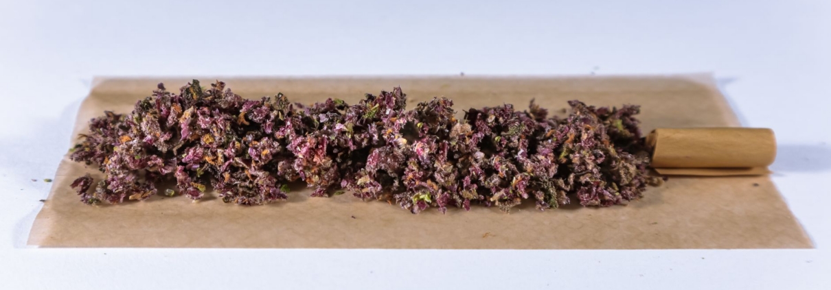 Purple cannabis buds laid out on rolling paper for preparation.
