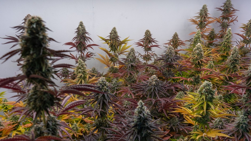 Vibrant indoor cannabis plants in a cultivation room, Silla, Spain.